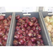 Hibrit Soğan Tohumu F1 (Kısa gün - Kırmızı) - 100.000 Adet Tohum