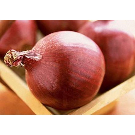 Hibrit Soğan Tohumu F1 (Uzun Gün - Kırmızı) - 100.000 Adet Tohum
