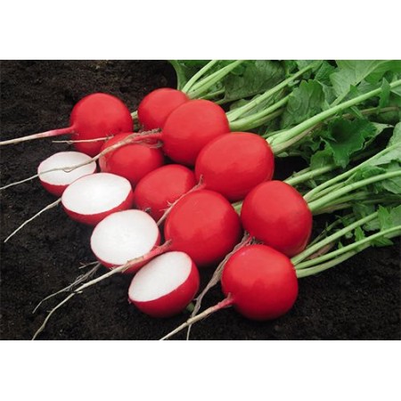 Hibrit Turp Tohumu - Rafina F1 - 50.000 Adet Tohum