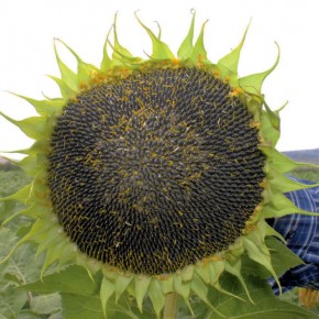 Yağlık Ayçiçeği Tohumu - Kalamis - 10 Kg 