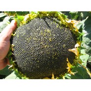 Yağlık Ayçiçek Tohumu - Teknosun-Cl - 10 Kg 