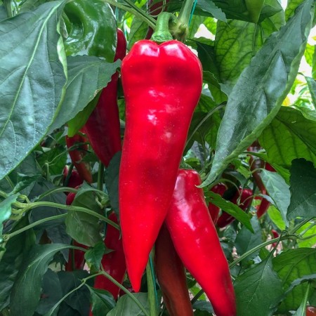 Hibrit Acı Kapya Biber Tohumu Gürpınar F1- 10.000 Adet