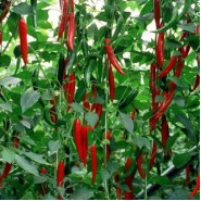 Hibrit Biber Tohumu - HABIB RZ F1 - 1000 Adet 