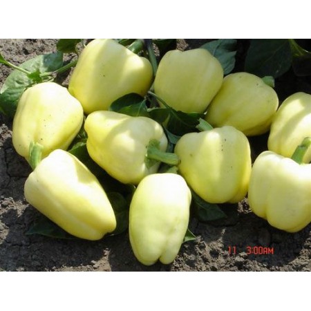 Hibrit Dolma Biber Tohumu-Macar 2 F1-500 Adet Hibrit Dolma Biber Tohumu-Macar 2 F1-500 Adet