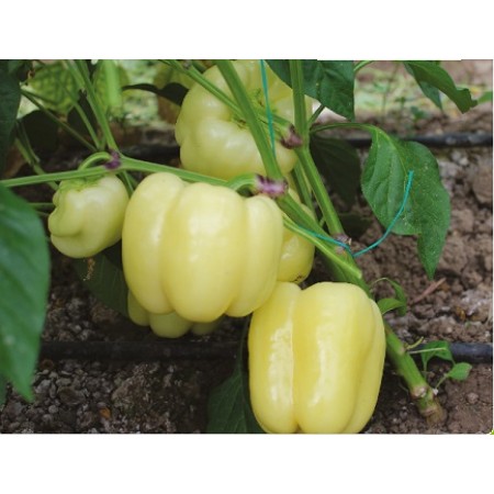 Hibrit Biber Tohumu - Macaryum F1 - 1000 Adet