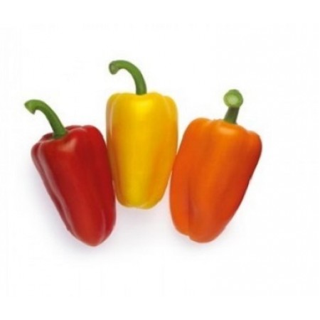 Hibrit Biber Tohumu - TRIYELLORZ F1 - 1000 Adet