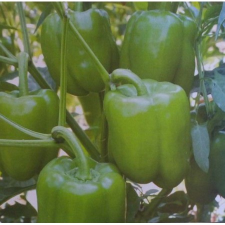Hibrit Dolma Biber Tohumu - A41 F1 - 1000 Adet Hibrit Dolma Biber Tohumu - A41 F1 - 1000 Adet