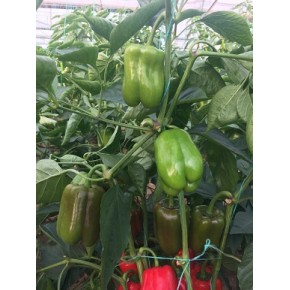 Hibrit Dolma Biber Tohumu-Az-22 F1-1000 Adet 