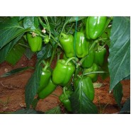 Hibrit Dolma Biber Tohumu - Ergenekon F1 - 1000 Adet 