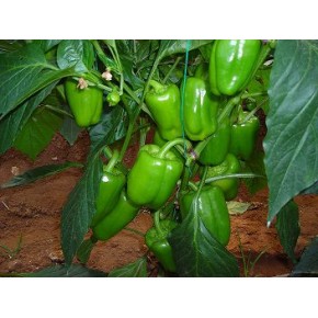 Hibrit Dolma Biber Tohumu - Ergenekon F1 - 1000 Adet 