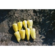 Hibrit Dolma Biber Tohumu-Macar 1 F1-500 adet