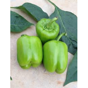 Hibrit Dolma Biber Tohumu - P17 F1 - 1000 Adet