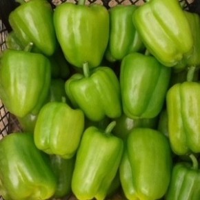 Hibrit Dolma Biber Tohumu - PUNTO RZ F1 - 1000 Adet 