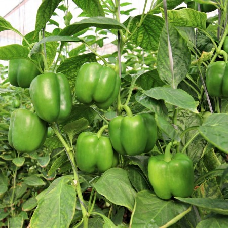 Hibrit Tatlı Dolma Biber Fidesi Roux F1