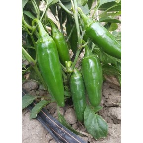 Hibrit Jalapeno Biber Tohumu- Az-26 F1-1000 Adet 