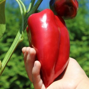 Hibrit Kapya Biber Tohumu - Coila F1 - 1.000 Adet 