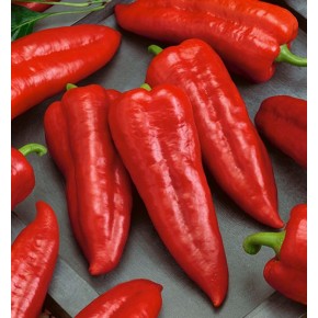 Hibrit Tatlı Kapya Tohumu - Ronge F1 - 1.000 Adet Tohum