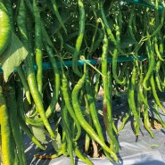 Hibrit Kıl Tatlı Biber Tohumu - HAWKER F1 - 2.500 Adet 