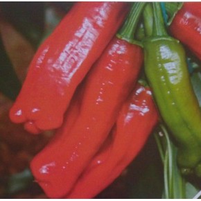 Hibrit Acı Üç Burun Tohumu-UB2 F1-1000 Adet 