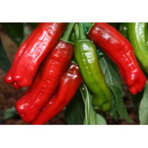 Hibrit Acı Üç Burun Tohumu-UB2 F1-1000 Adet 