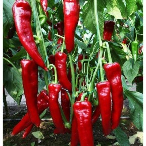 Hibrit Tatlı Kapya Biber Tohumu - Klein F1 - 1.000 Adet