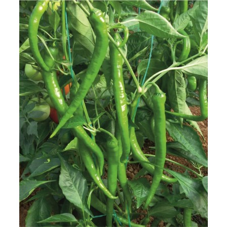 Hibrit Tatlı Sivri Biber Tohumu - Kuret F1 - 1.000 Adet
