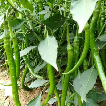 İnce Kıl Tatlı Biber Fidesi Dündar - 216'lı 10 Viyöl