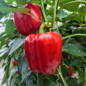 İthal Kırmızı California Biber Fidesi Teeryborn