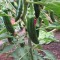 İthal Jalapone Biber Fidesi Storico