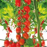 Hibrit Cherry Domates Tohumu Çikito F1 - 1.000 Adet