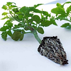 Hibrit Domates Anacı - VIVIDFORT - 1.000 Adet 