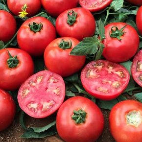 Hibrit Domates Tohumu  -  A-Z-16 F1 Oturak Tarla - 1.000 Adet 