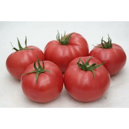 Hibrit Domates Tohumu  - A-Z-81 F1 Dilimli Pembe - 1.000 Adet
