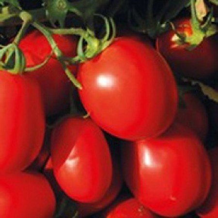 Hibrit Sanayi Domates Tohumu - AB8058 F1 - 25.000 Adet