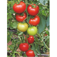  Hibrit Domates Tohumu - Ancha F1 (Sırık) - 1.000 Adet 