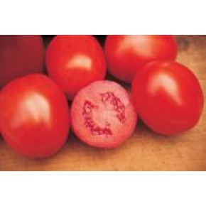 Hibrit Domates Tohumu - APTX 271 F1 Sanayi - 25.000 Adet 