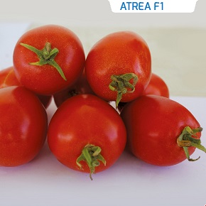 Hibrit Oturak  Domates Tohumu - Atrea F1 - 1.000 Adet 
