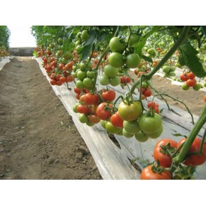 Hibrit Domates Tohumu  - Beton F1 Sırık (Sera) - 1.000 Adet 