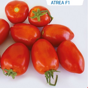 Hibrit Yarı Sırık Domates Tohumu - CINDY F1 - 1.000 Adet 