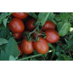 Hibrit Sofralık Domates Tohumu - Elegro F1 - 1.000 Adet 