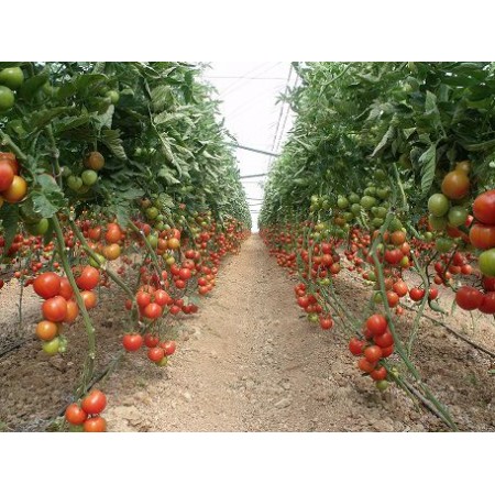 Hibrit Domates Tohumu F1 (Yuvarlak - sırık) - 1.000 Adet Hibrit Domates Tohumu F1 (Yuvarlak - sırık) - 1.000 Adet