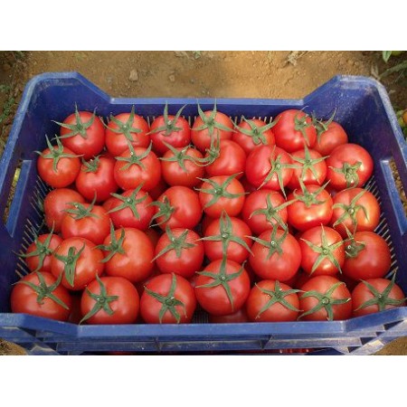 Hibrit Domates Tohumu F1 (Yuvarlak-Sofra-Sanayi)-1.000 Adet