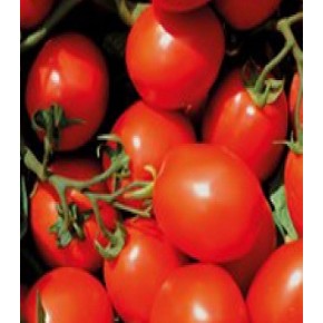 Hibrit Sanayi Domates Tohumu - Fuzzer F1 Salçalık - 25.000 Adet 