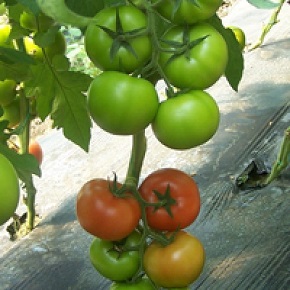 Hibrit Sırık Domates Tohumu - Ganimet F1 - 1.000 Adet 