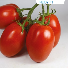 Hibrit Yarı Sırık Domates Tohumu - HEIDY F1 - 1.000 Adet 