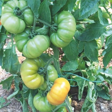 Hibrit Yarı Sırık Domates Tohumu - LAPÇİN F1 - 1.000 Adet Hibrit Yarı Sırık Domates Tohumu - LAPÇİN F1 - 1.000 Adet