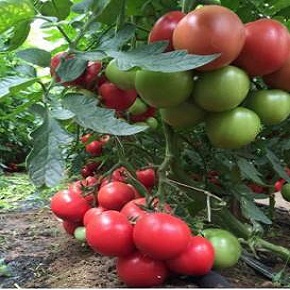 Hibrit Pembe Domates Tohumu - MEI SHUAI F1 - 1.000 Adet 