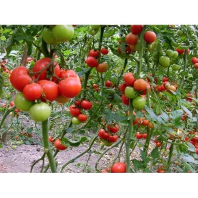 Hibrit Domates Tohumu - Mercan F1 Sırık (Sera) - 1.000 Adet 