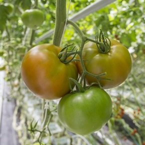 Hibrit Domates Tohumu  - MONTENEGRO RZ F1 - 1.000 Adet 