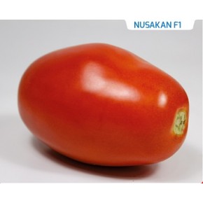 Hibrit Sanayi Domates Tohumu - NUSAKAN F1 - 1.000 Adet 